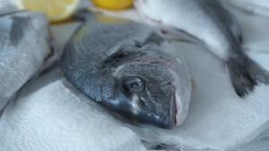 sea-bream-716690_1920