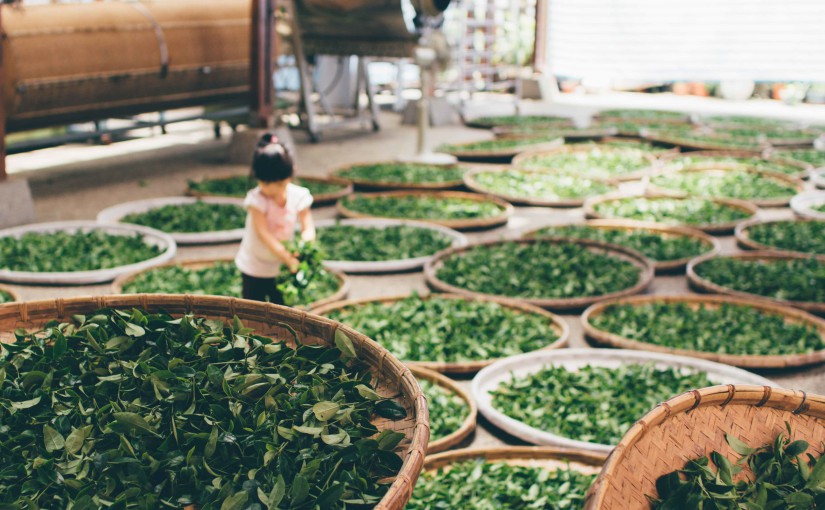 El té y la vida en Japón